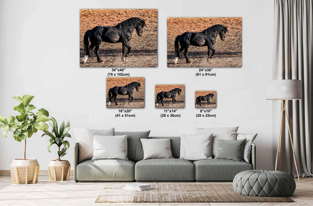 Wild Horse Photography 'Desert Shadow' - Black Stallion Canvas Print - Western Wall Art Decor