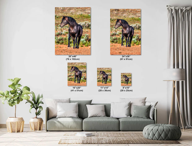 Desert Sovereign - Black Mustang Photography - Wild Horse Wall Art - Western Landscape Decor
