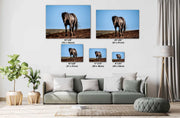 Midnight Majesty Wild Horse Wall Art - Dark Stallion Photography - Western Desert Freedom