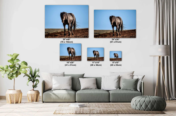 Midnight Majesty Wild Horse Wall Art - Dark Stallion Photography - Western Desert Freedom