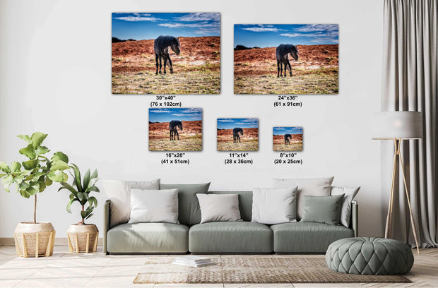 Sentinel of the Desert - Black Mustang Photography - Wild Horse Wall Art - Western Decor