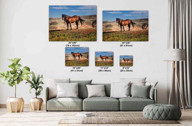 Majestic Wild Mustang Wall Art - Bay Horse on Desert Ridge - Western Wildlife Photography