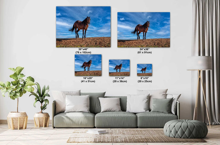 Wild Mustang Photography 'Azure Guardian' - Bay Horse Wall Art - Western Desert Landscape Decor