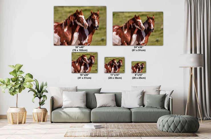 Majestic Paint Horses Wall Art - Wild Mustang Photography - Western Ranch Decor - Equine Art