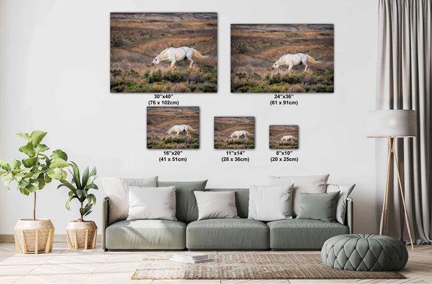 White Mustang Photography - 'Desert Ghost' - Wild Horse Canvas Print - Western Landscape Art