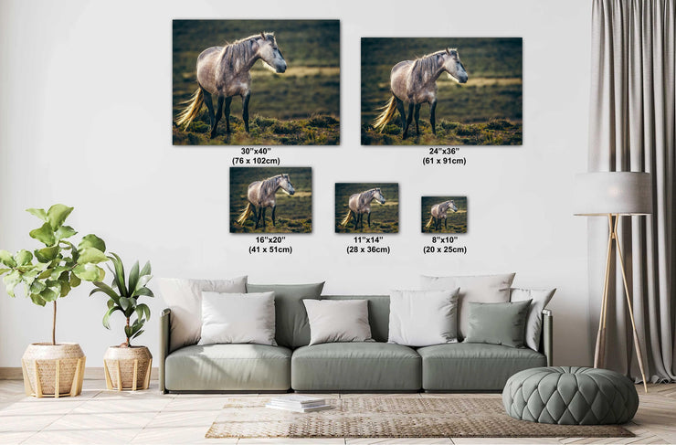 Wild Horse Wall Art 'Dusk Guardian' - Dappled Grey Mustang Photography - Western Decor Print