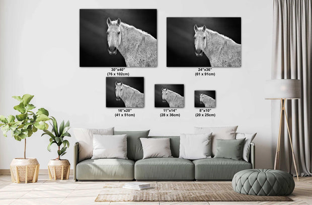Dappled Elegance - Black and White Appaloosa Horse Photography - Equine Wall Art