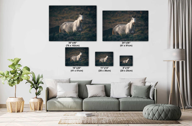 Dusk Sentinel - Wild Mustang Photography - Gray Horse Wall Art - Western Wildlife Decor