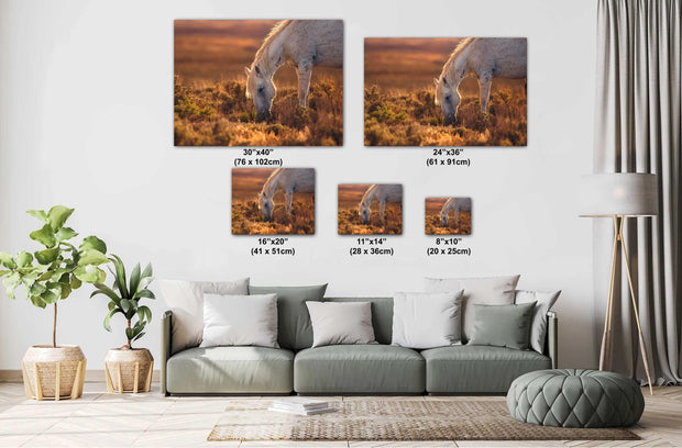 Wild Horse Photography - 'Amber Dusk' - Dappled Mustang Grazing - Western Wall Art Decor