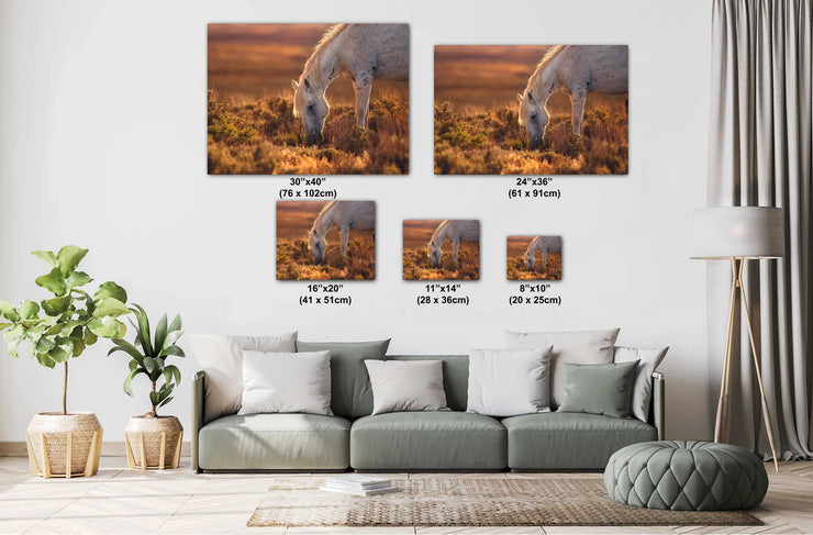 Wild Horse Photography - 'Amber Dusk' - Dappled Mustang Grazing - Western Wall Art Decor