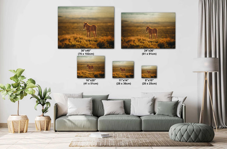 Wild Horse Wall Art - 'Sunset Solitude' - Mustang Foal Canvas Print - Western Photography Decor