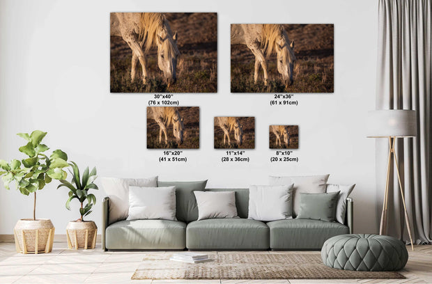 Wild Horse Photography - 'Sunset Grazing' - Cream Mustang Wall Art - Western Wilderness Decor