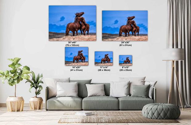 Untamed Affection - Wild Mustang Duo Canvas Art - Western Horse Photography