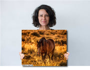 Wild Horse Photography 'Amber Dusk' - Western Landscape Art - Mustang in Golden Prairie
