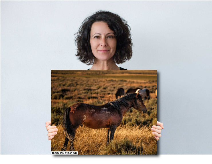 Wild Mustang Photography - 'Sunset Guardian' - Western Horse Wall Art - Prairie Canvas Print
