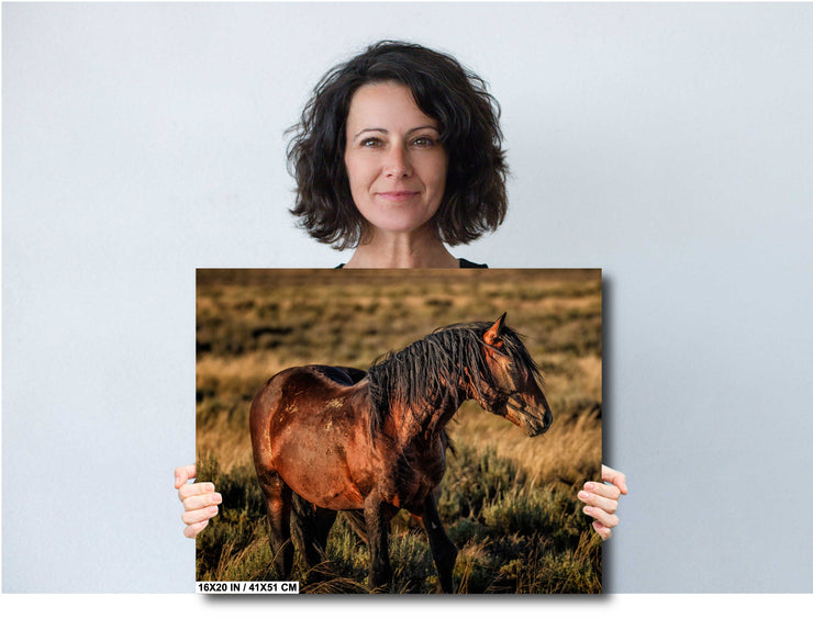 Wild Mustang Wall Art 'Sunset Sentinel' - Western Horse Photography Print - Canvas Metal Fine Art
