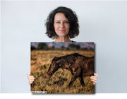 Wild Mustang Wall Art 'Dusk Wanderer' - Black Horse Photography - Western Prairie Decor