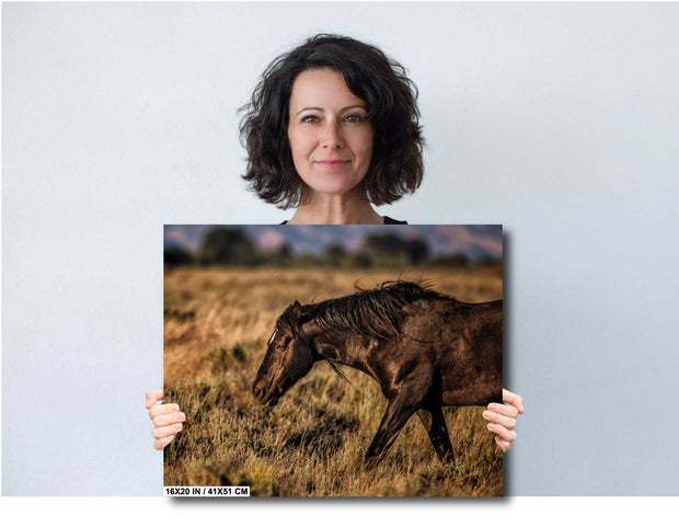Wild Mustang Wall Art 'Dusk Wanderer' - Black Horse Photography - Western Prairie Decor