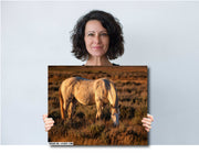Wild Horse Photography - Amber Light Grazing - White Mustang Wall Art - Western Decor