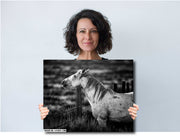 White Horse Black and White Photography - 'Sentinel Spirit' - Western Ranch Art Print