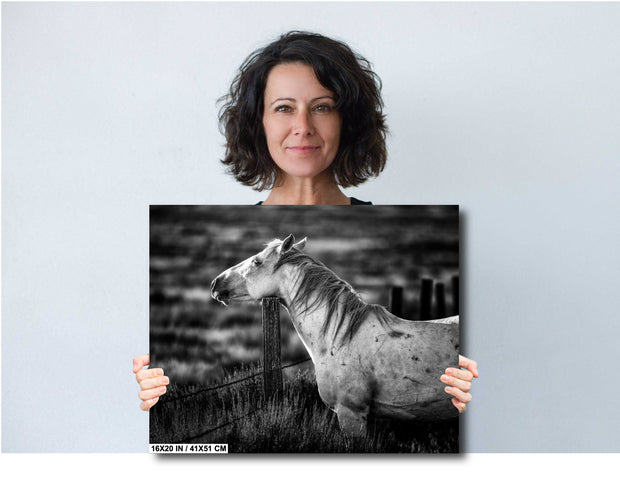 White Horse Black and White Photography - 'Sentinel Spirit' - Western Ranch Art Print