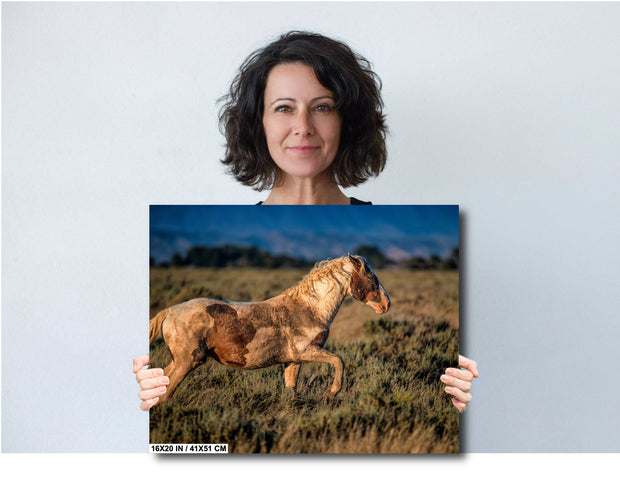 Wild Mustang Photography - 'Sunset Warrior' - Canvas Print Western Horse Wall Art Decor
