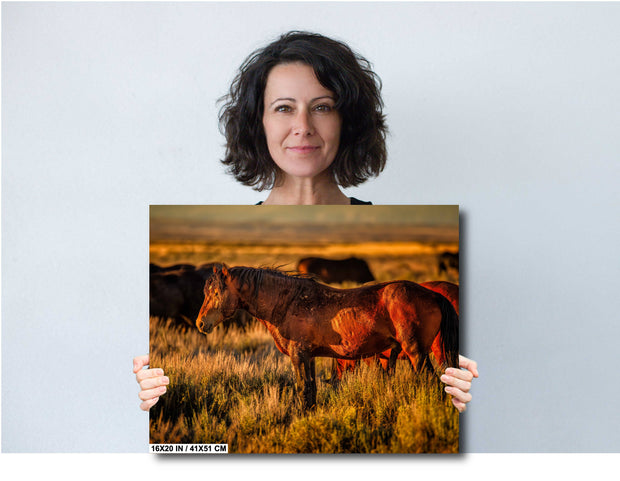Wild Mustang Wall Art 'Amber Dusk' - Western Horse Photography - Sunset Prairie Canvas Print