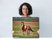 Wild Mustang Wall Art - 'Prairie Sentinel' - Pinto Horse Photography - Western Home Decor