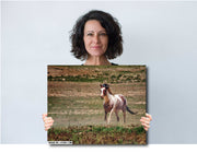 Untamed Spirit - Wild Paint Horse Photography - Western Grassland Art - Rustic Home Decor