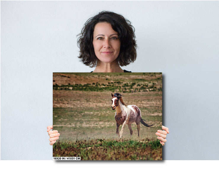 Untamed Spirit - Wild Paint Horse Photography - Western Grassland Art - Rustic Home Decor