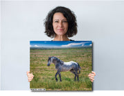 Wild Horse Photography - Dappled Gray Mustang Canvas Print - Western Prairie Wall Art Decor