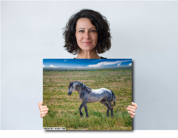 Wild Horse Photography - Dappled Gray Mustang Canvas Print - Western Prairie Wall Art Decor