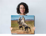 Wild Mustang Wall Art - 'Primal Dance' - Gray Horse Photography Print - Western Mountain Decor