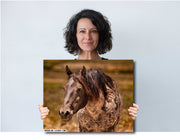 Wild Horse Photography Wall Art 'Sunlit Sentinel' - Dappled Mustang Portrait - Western Decor
