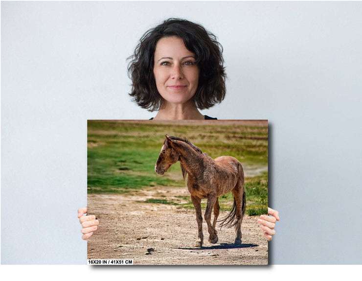 Wild Mustang Wall Art - 'Vigilant Spirit' - Horse Photography Print - Western Wilderness Decor
