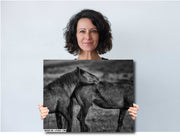 Wild Horse Photography - 'Eternal Bond' Black and White Print - Mustang Wall Art Decor