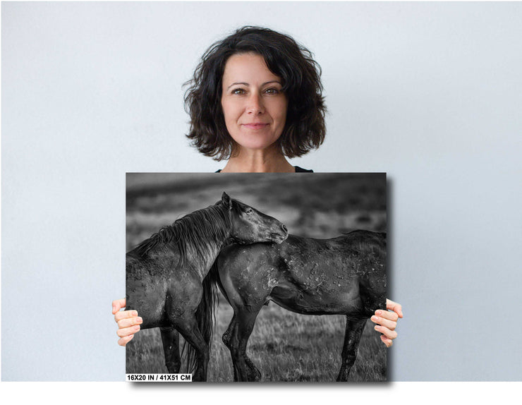 Wild Horse Photography - 'Eternal Bond' Black and White Print - Mustang Wall Art Decor
