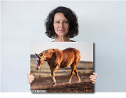 Wild Mustang Wall Art 'Sunset Stride' - Chestnut Horse Photography Print - Western Decor