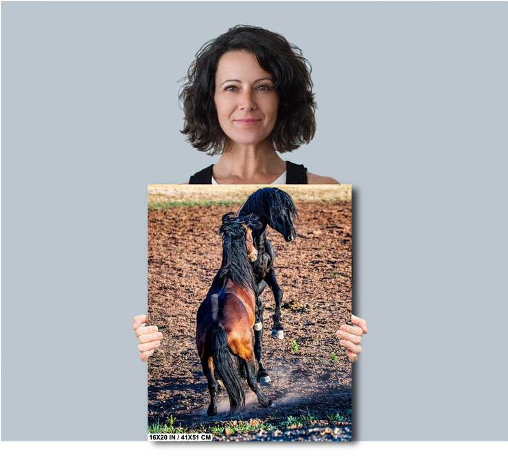 Wild Horse Photography 'Midnight Duel' - Black and Bay Mustang Stallions Canvas Print - Western Decor