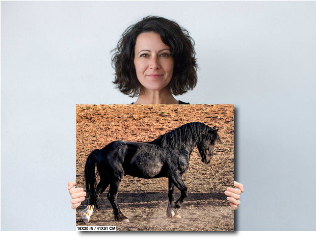 Wild Horse Photography 'Desert Shadow' - Black Stallion Canvas Print - Western Wall Art Decor
