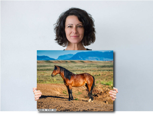 Wild Mustang Wall Art - 'Mountain Guardian' - Western Horse Photography - Rustic Home Decor