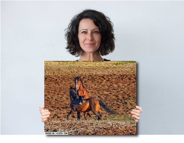 Wild Mustang Photography Wall Art 'Golden Hour Dance' - Horse Print Canvas Western Decor