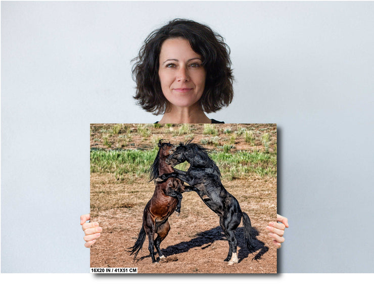 Wild Mustang Photography 'Primal Dance' - Black and Bay Stallions Wall Art - Horse Print Canvas Metal