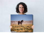 Wild Mustang Photography - 'Solitary Majesty' - Dark Horse Wall Art - Western Desert Decor