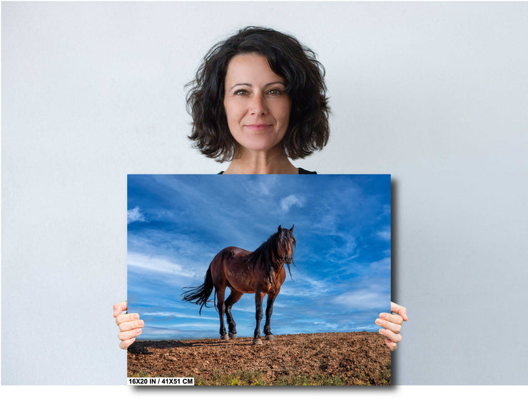 Wild Mustang Photography 'Azure Guardian' - Bay Horse Wall Art - Western Desert Landscape Decor