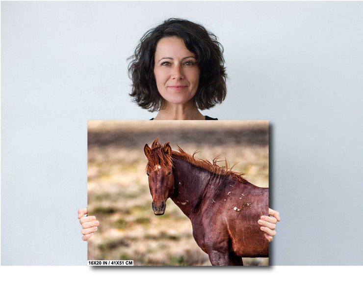 Wild Mustang Photography 'Copper Dawn' - Rustic Western Horse Wall Art - Canvas Print Home Decor