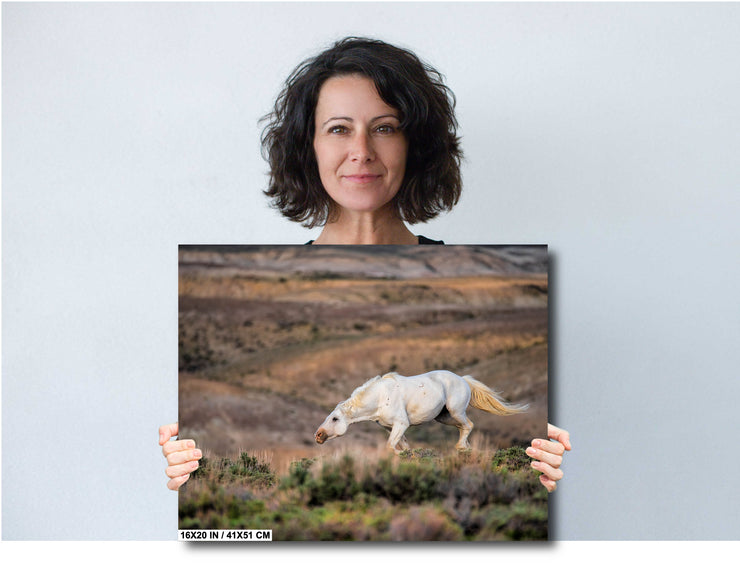 White Mustang Photography - 'Desert Ghost' - Wild Horse Canvas Print - Western Landscape Art