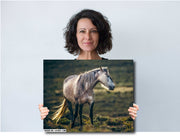 Wild Horse Wall Art 'Dusk Guardian' - Dappled Grey Mustang Photography - Western Decor Print