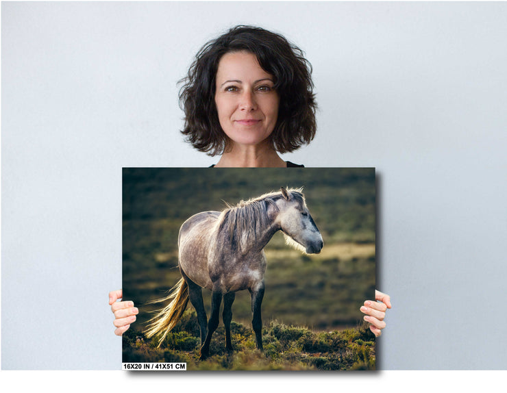 Wild Horse Wall Art 'Dusk Guardian' - Dappled Grey Mustang Photography - Western Decor Print