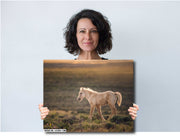 Wild Horse Photography - Golden Dawn Palomino - Western Prairie Landscape - Mustang Foal Art